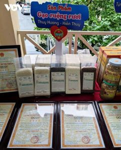 “Gạo ruộng rươi” giống ST25